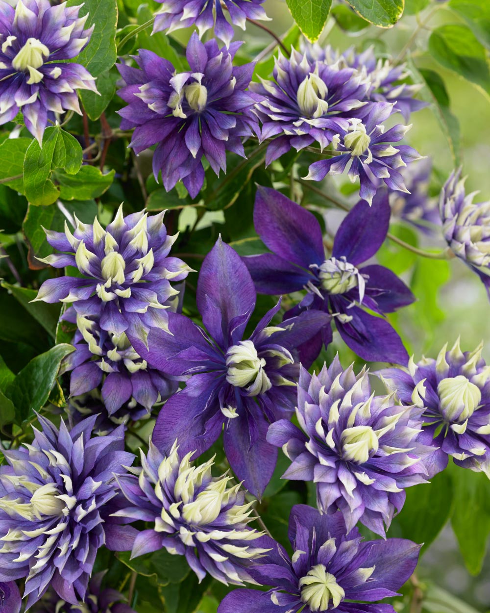 Clematis 'Taiga' AKA 'Rapunzel Creme' - Double Bloom
