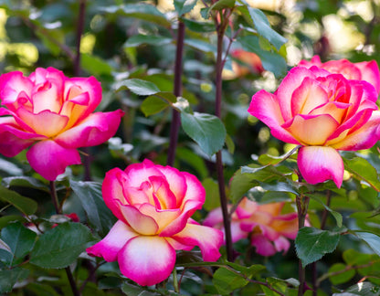 Rose - Rainbow Sorbet