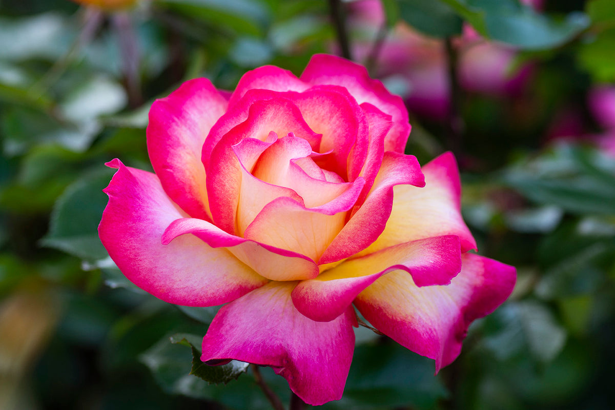 Rose - Rainbow Sorbet