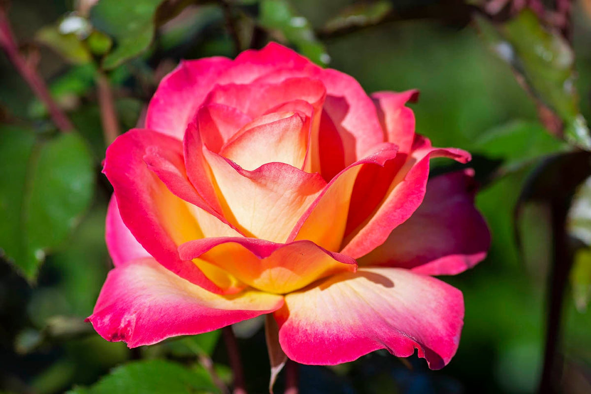 Rose - Rainbow Sorbet