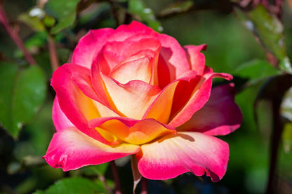Rose - Rainbow Sorbet