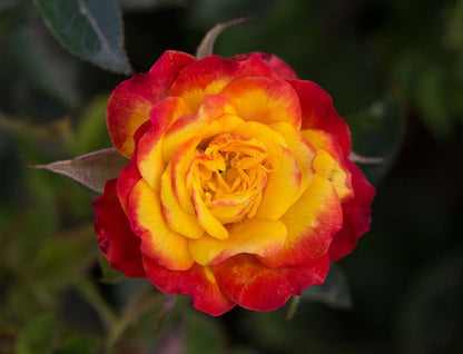 Rose - Sunblaze Rainbow