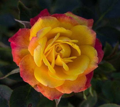 Rose - Sunblaze Rainbow