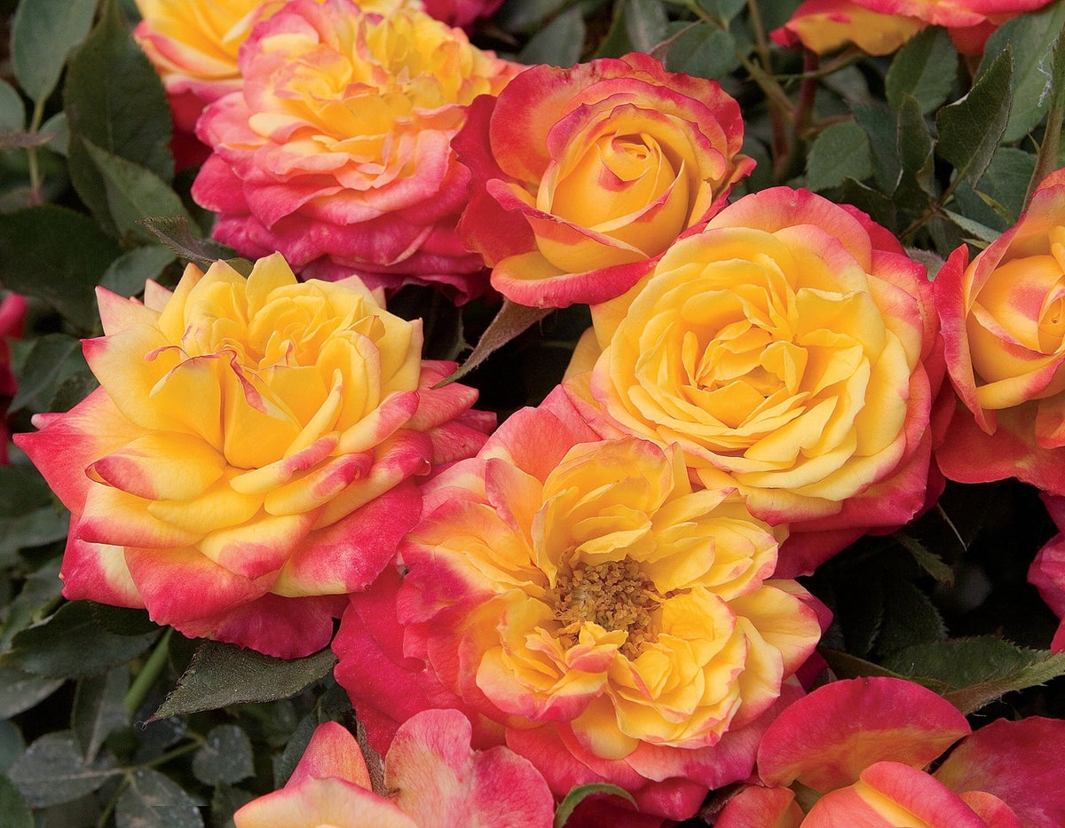 Rose - Sunblaze Rainbow