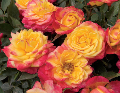 Rose - Sunblaze Rainbow