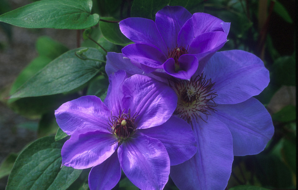 Clematis - Ramona