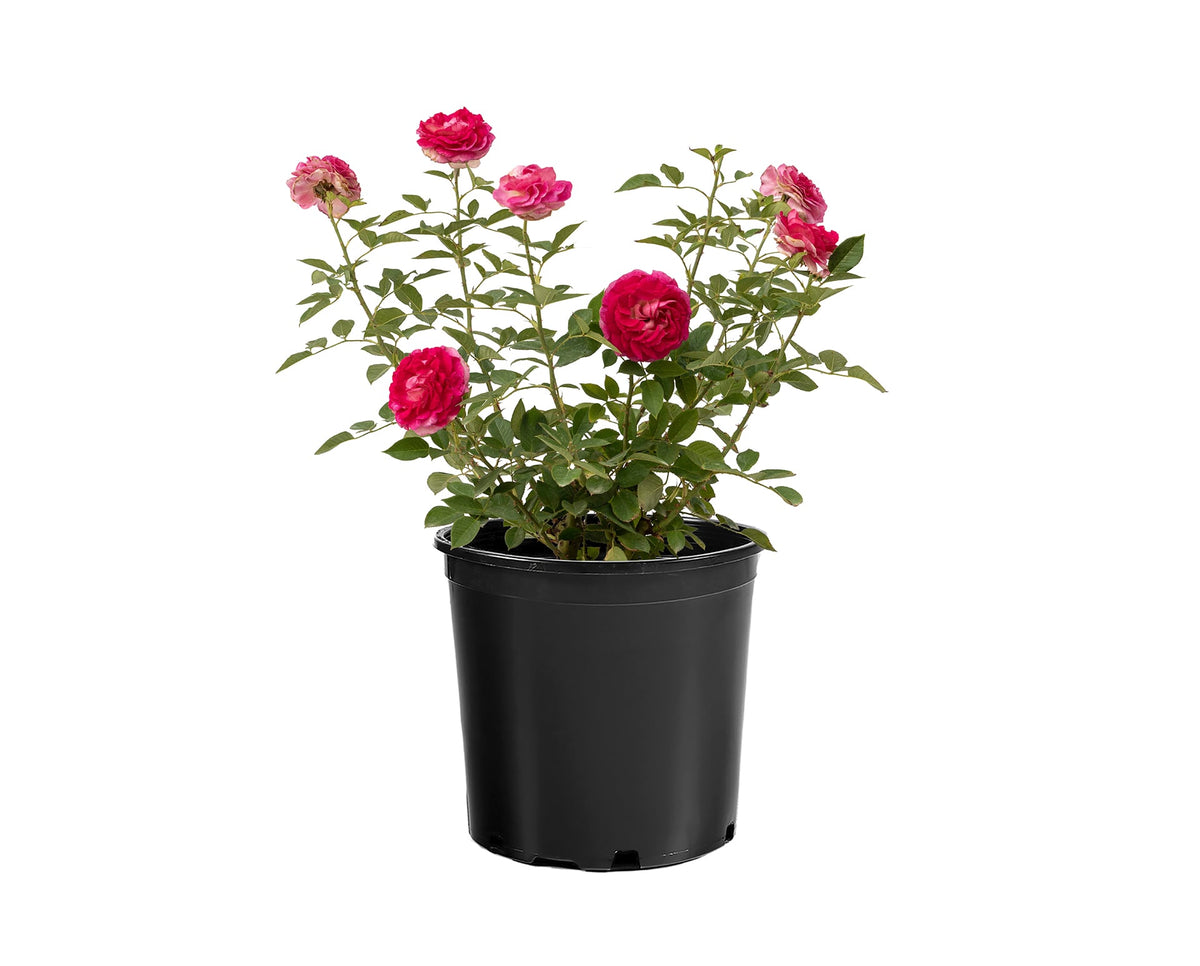Rose - Raspberry Cupcake