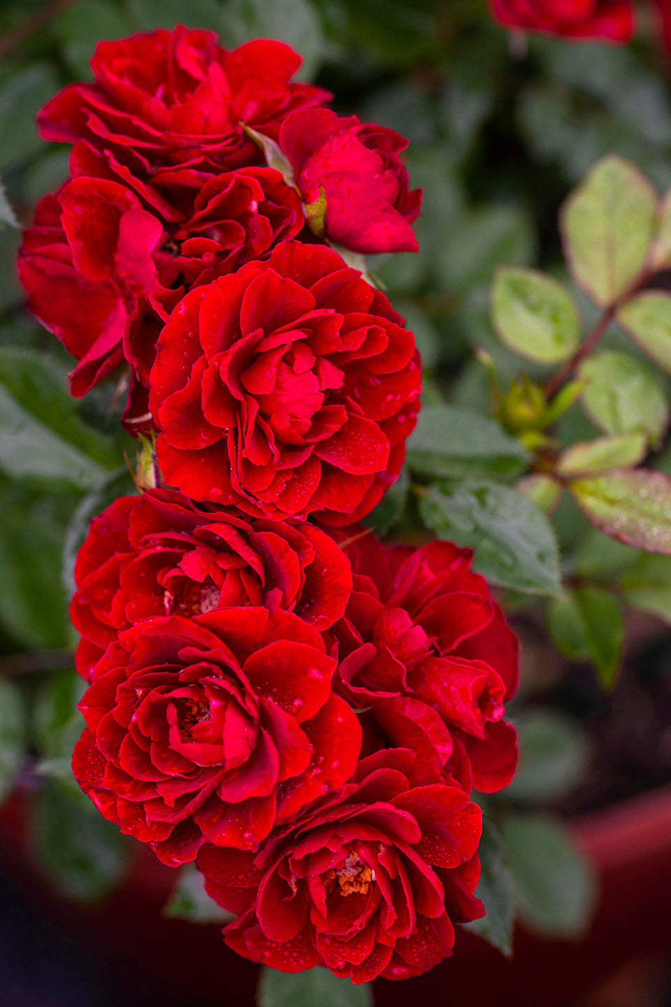 Rose - Sunblaze Red