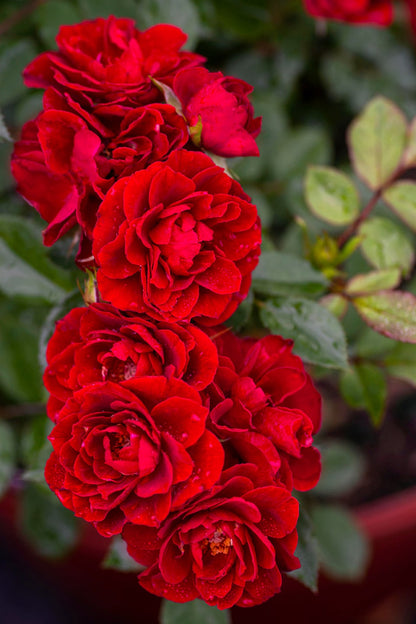 Rose - Sunblaze Red