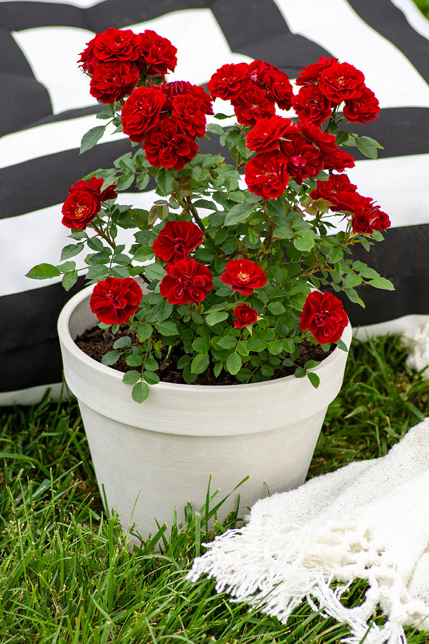 Rose - Sunblaze Red