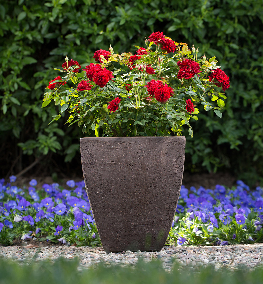 Rose - Sunblaze Red