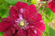 Load image into Gallery viewer, Clematis - Snow White in Red Wedding Dress
