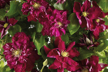 Load image into Gallery viewer, Clematis - Snow White in Red Wedding Dress

