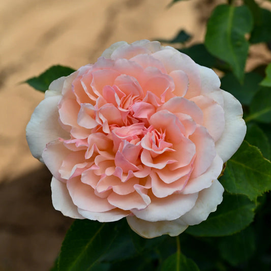 Rose - Roberto Capucci