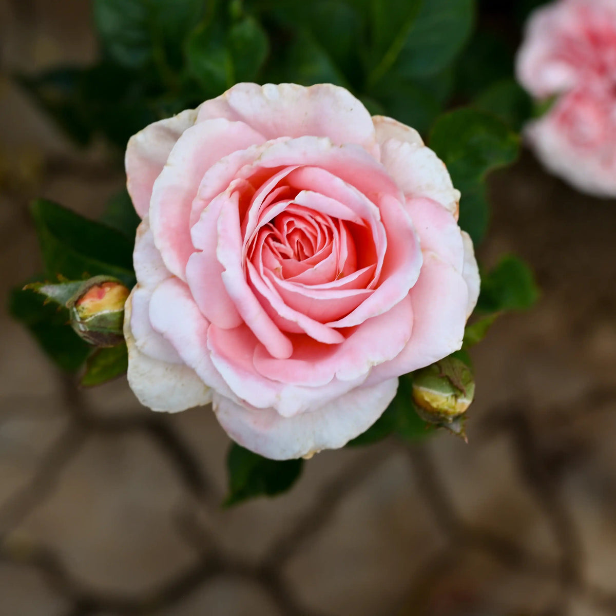 Rose - Roberto Capucci