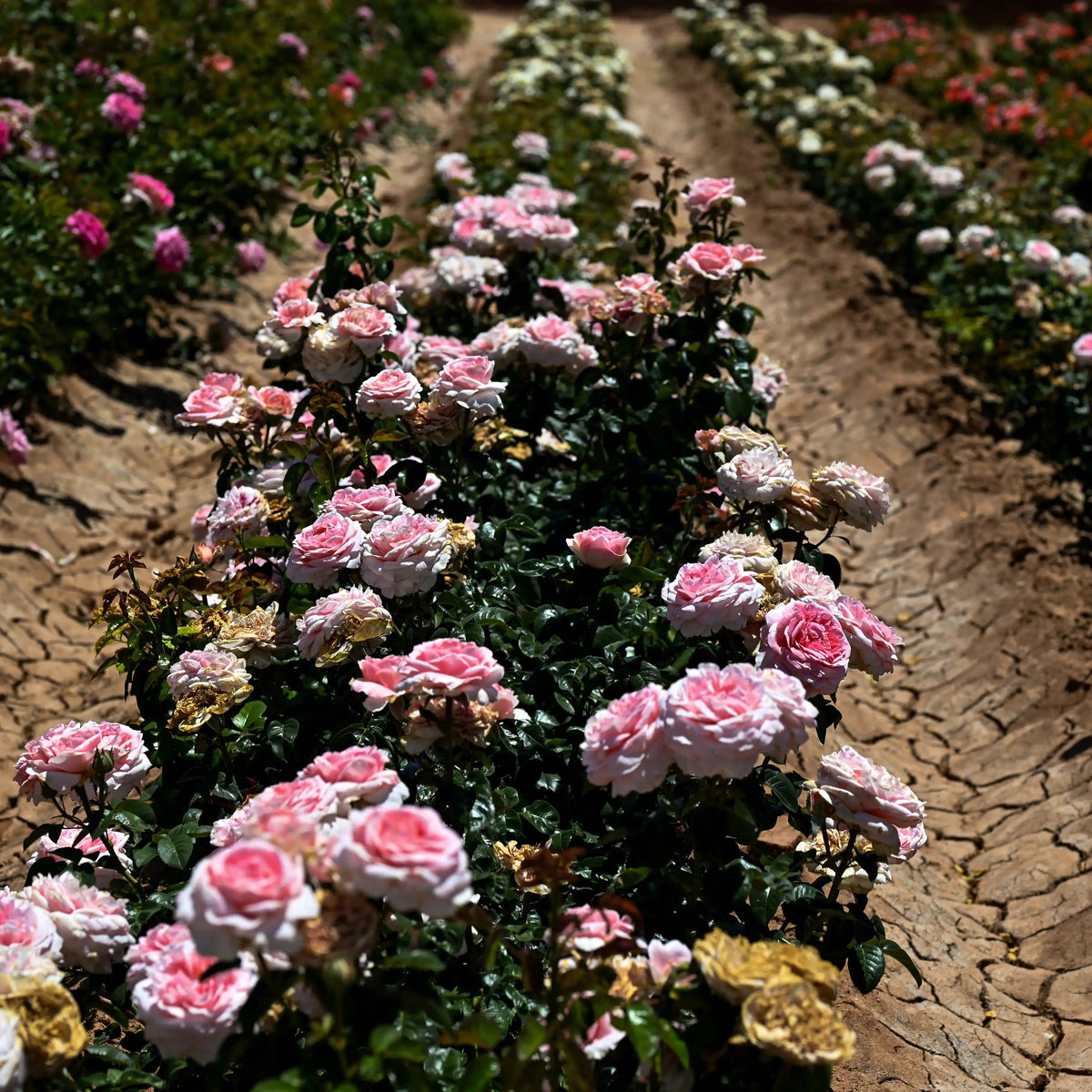 Rose - Roberto Capucci