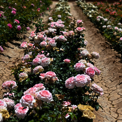 Rose - Roberto Capucci