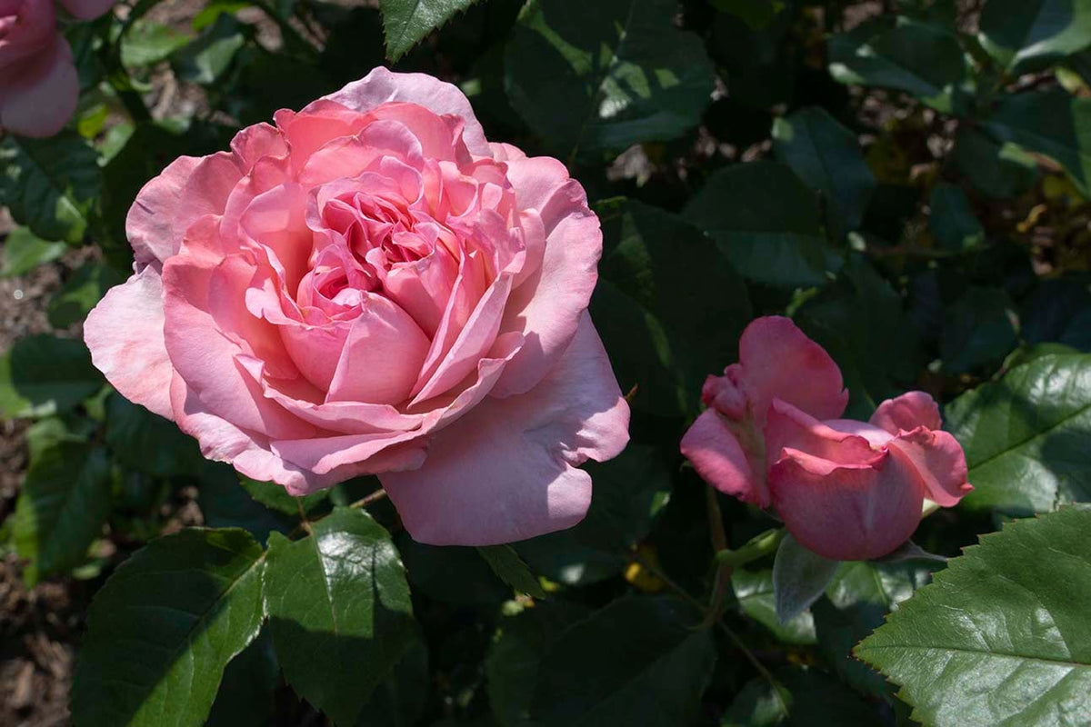 Rose - Romantica Ball Gown