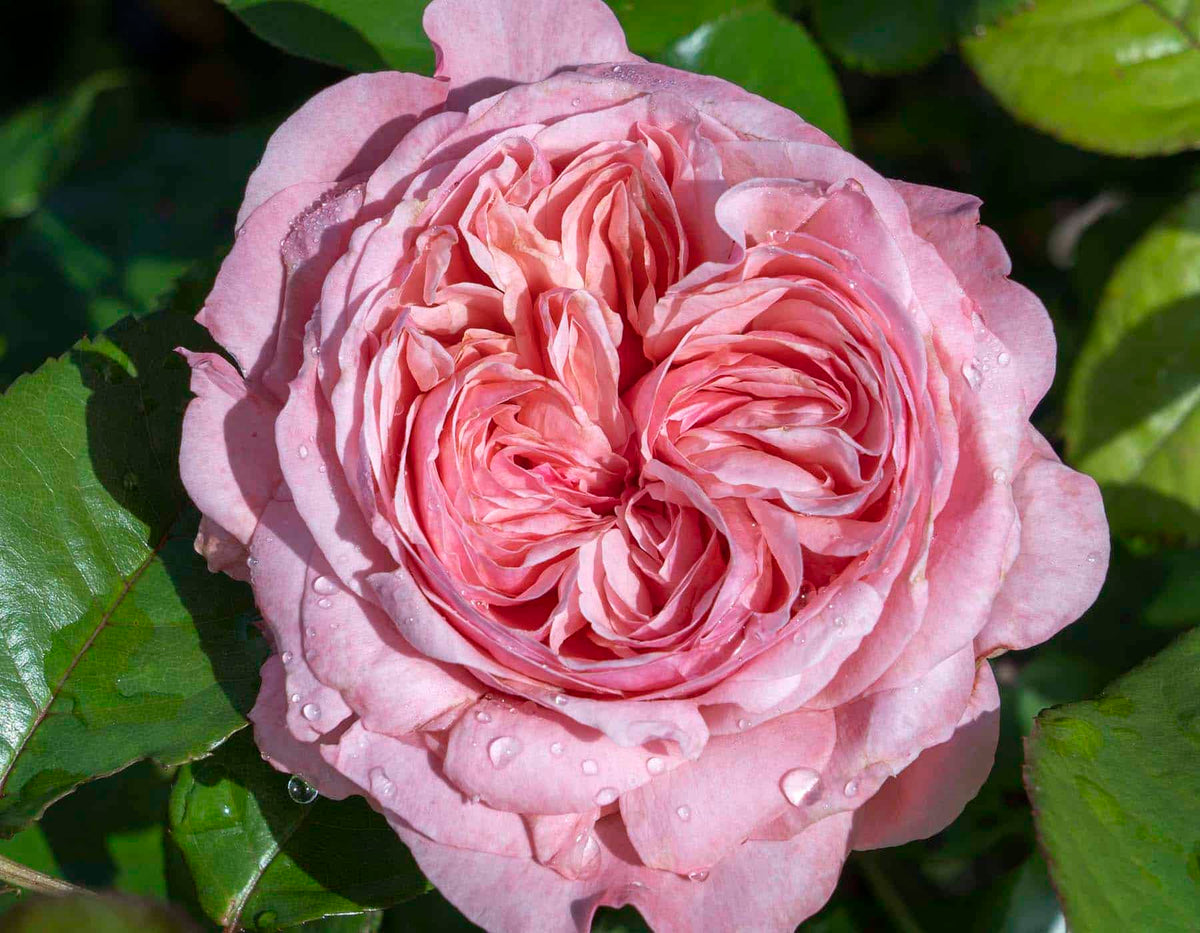 Rose - Romantica Ball Gown