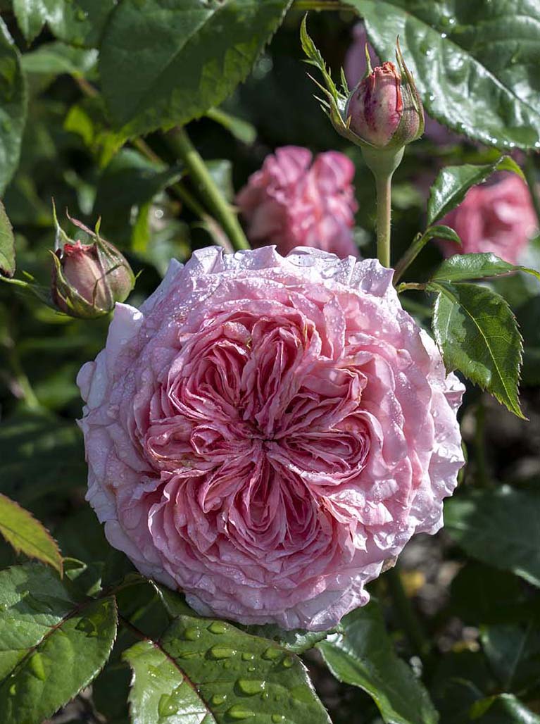 Rose - Romantica Ball Gown