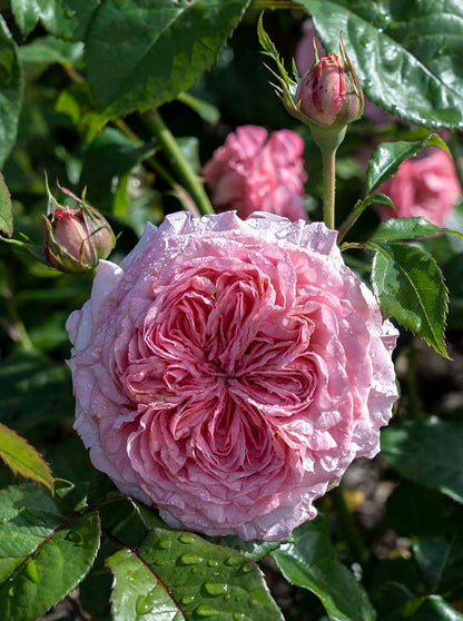 Rose - Romantica Ball Gown