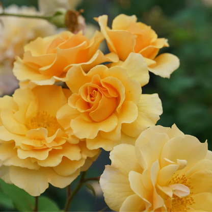Rose - Proven Winners Rise Up Amberness
