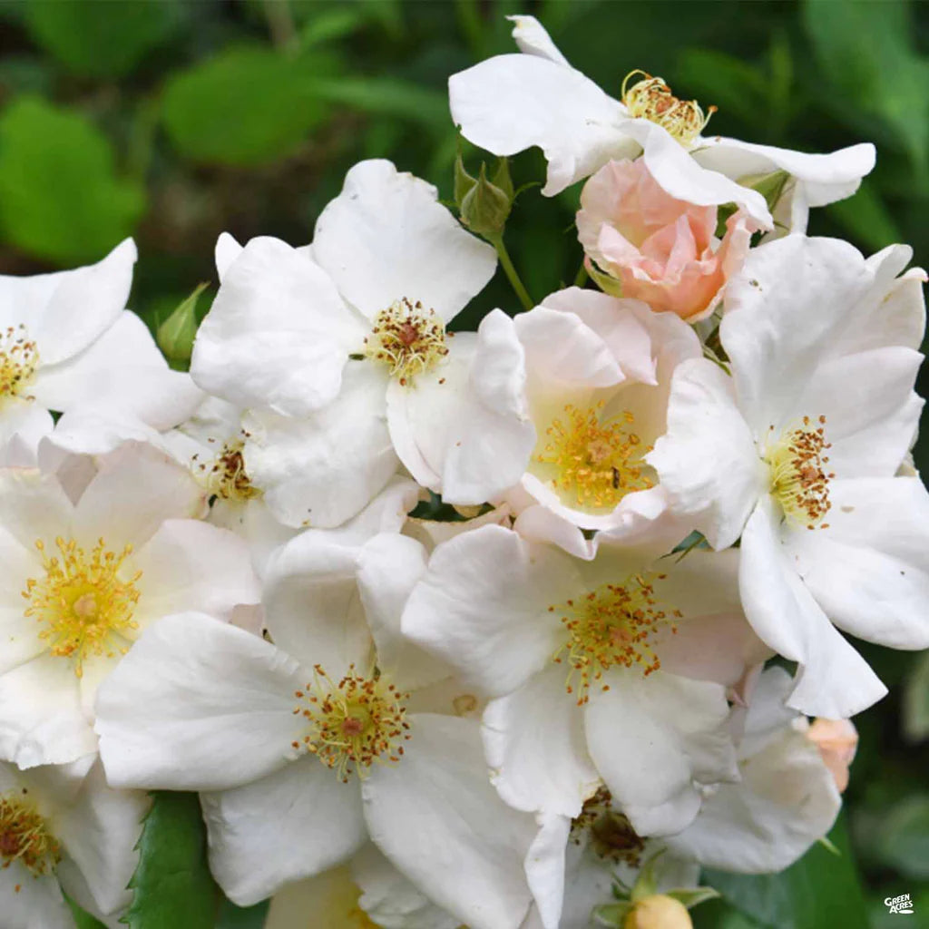 Rose - Climbing - Sally Holmes