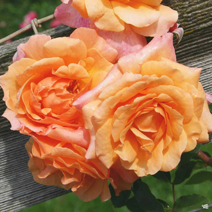 Rose - Climbing - Tangerine Skies