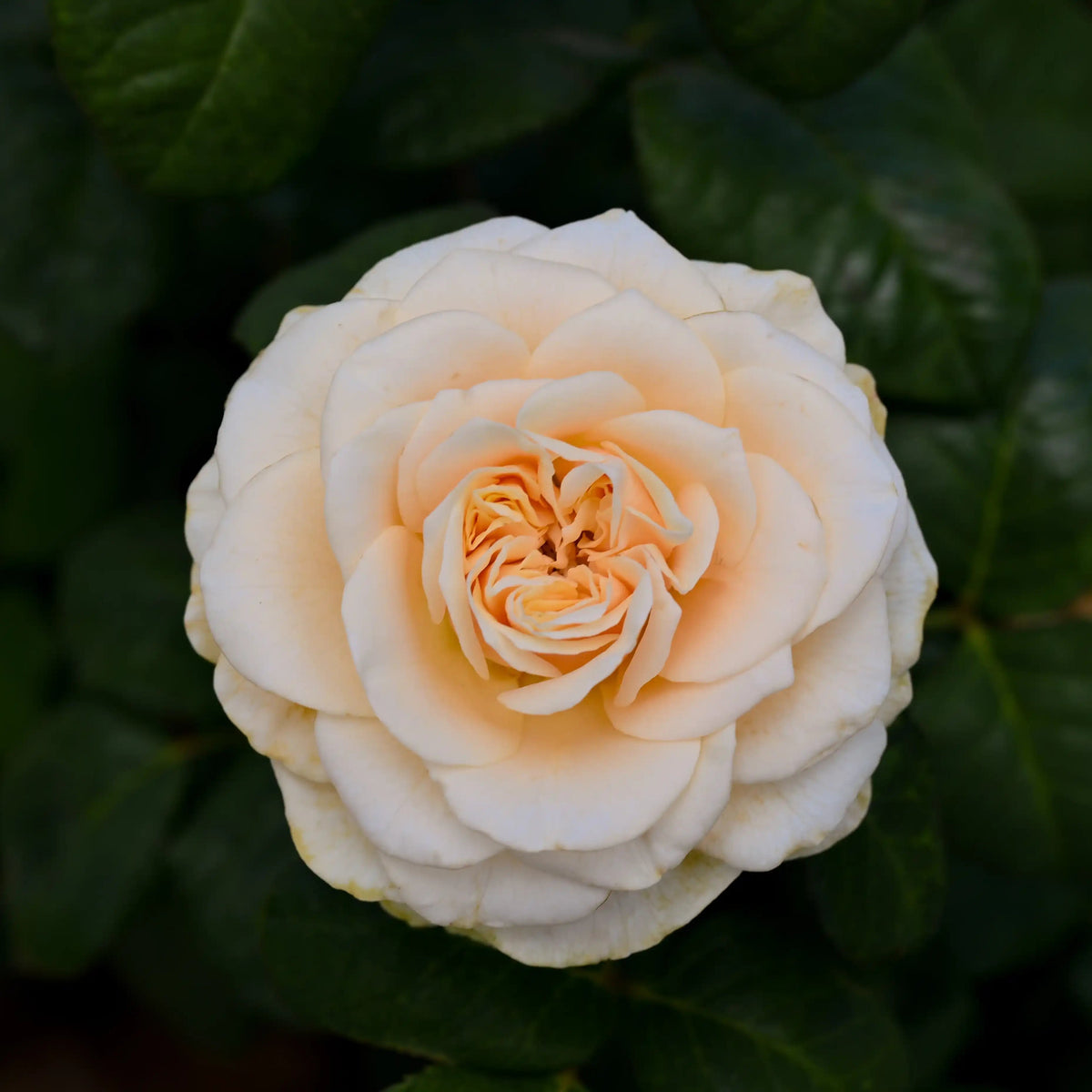 Rose - Maison Mariée
