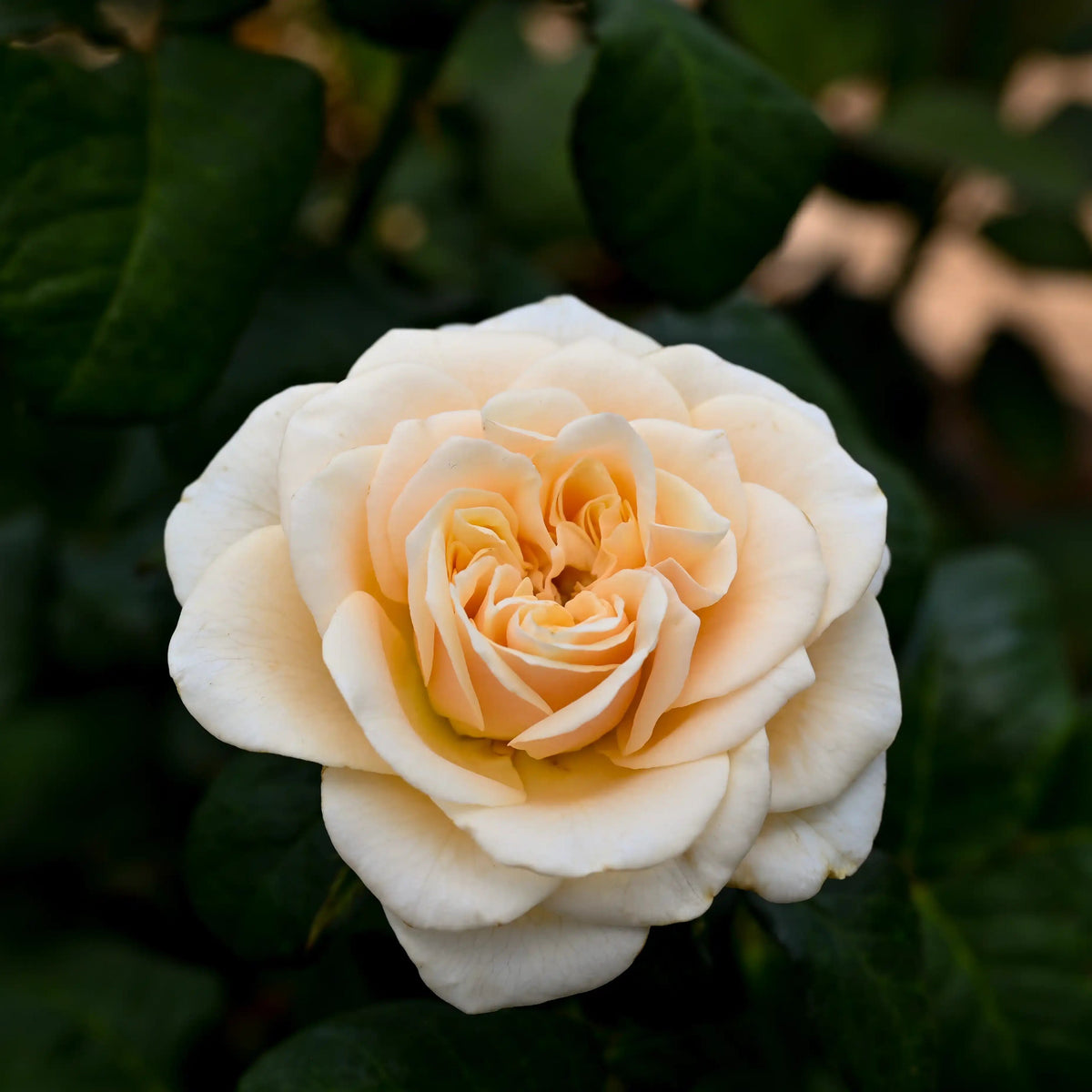 Rose - Maison Mariée