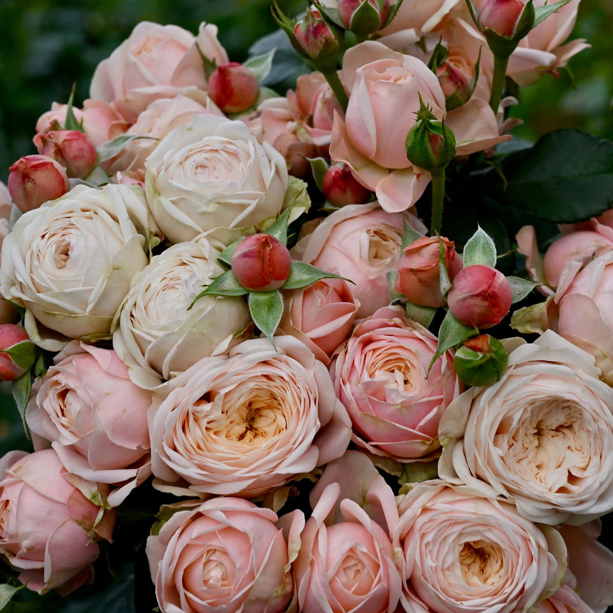 Rose - Lady Ella