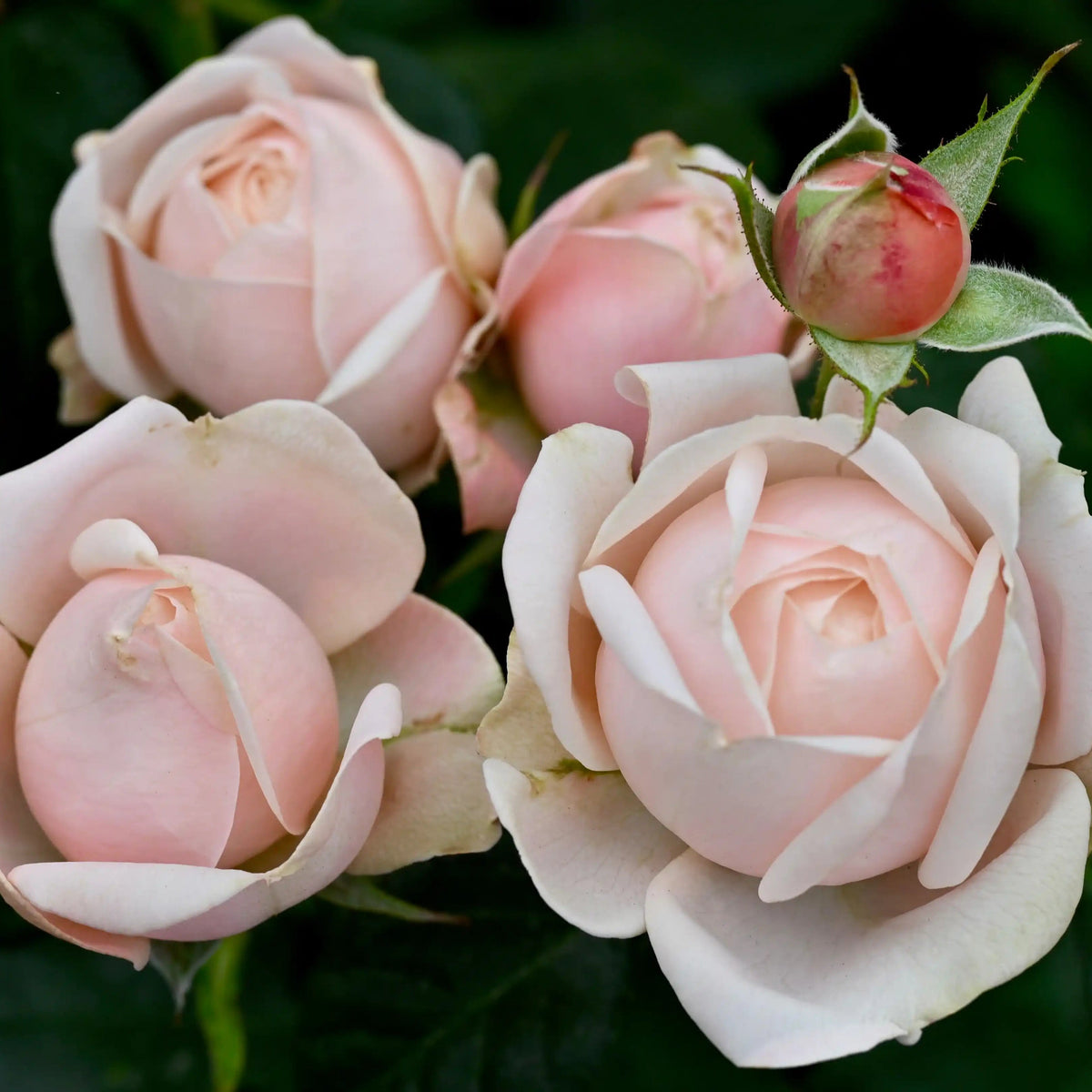 Rose - Lady Ella