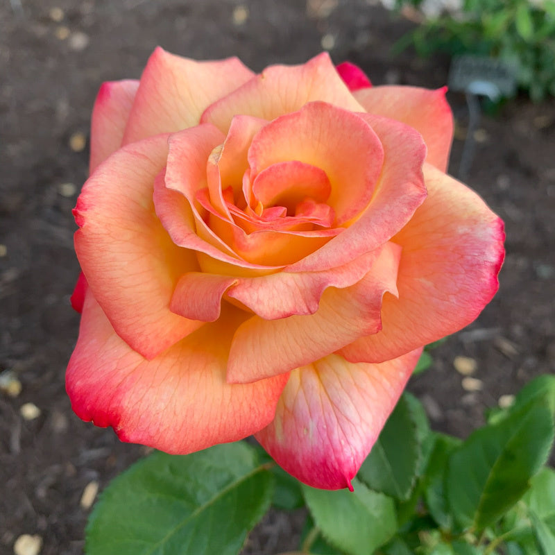 Rose - Sheila's Perfume