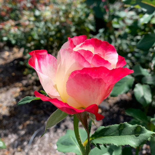 Rose - Double Delight