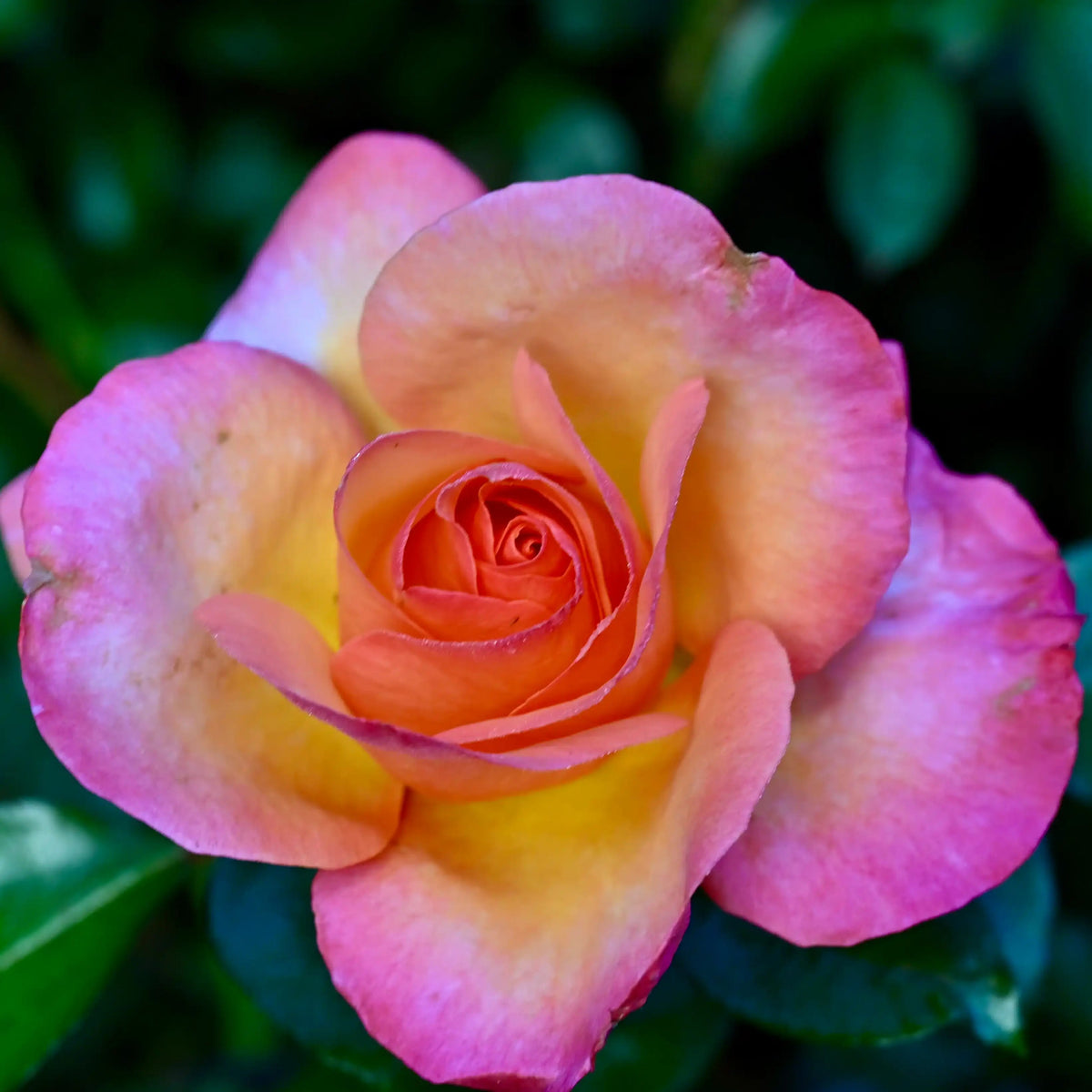 Rose - Rosa del Camino de Santiago