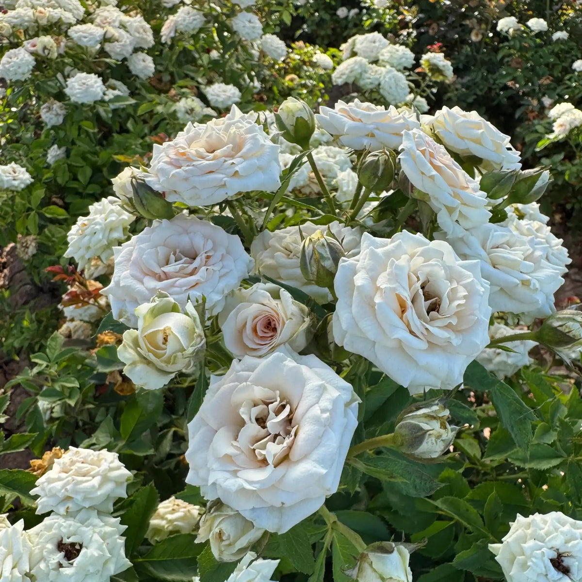 Rose - Rosanella