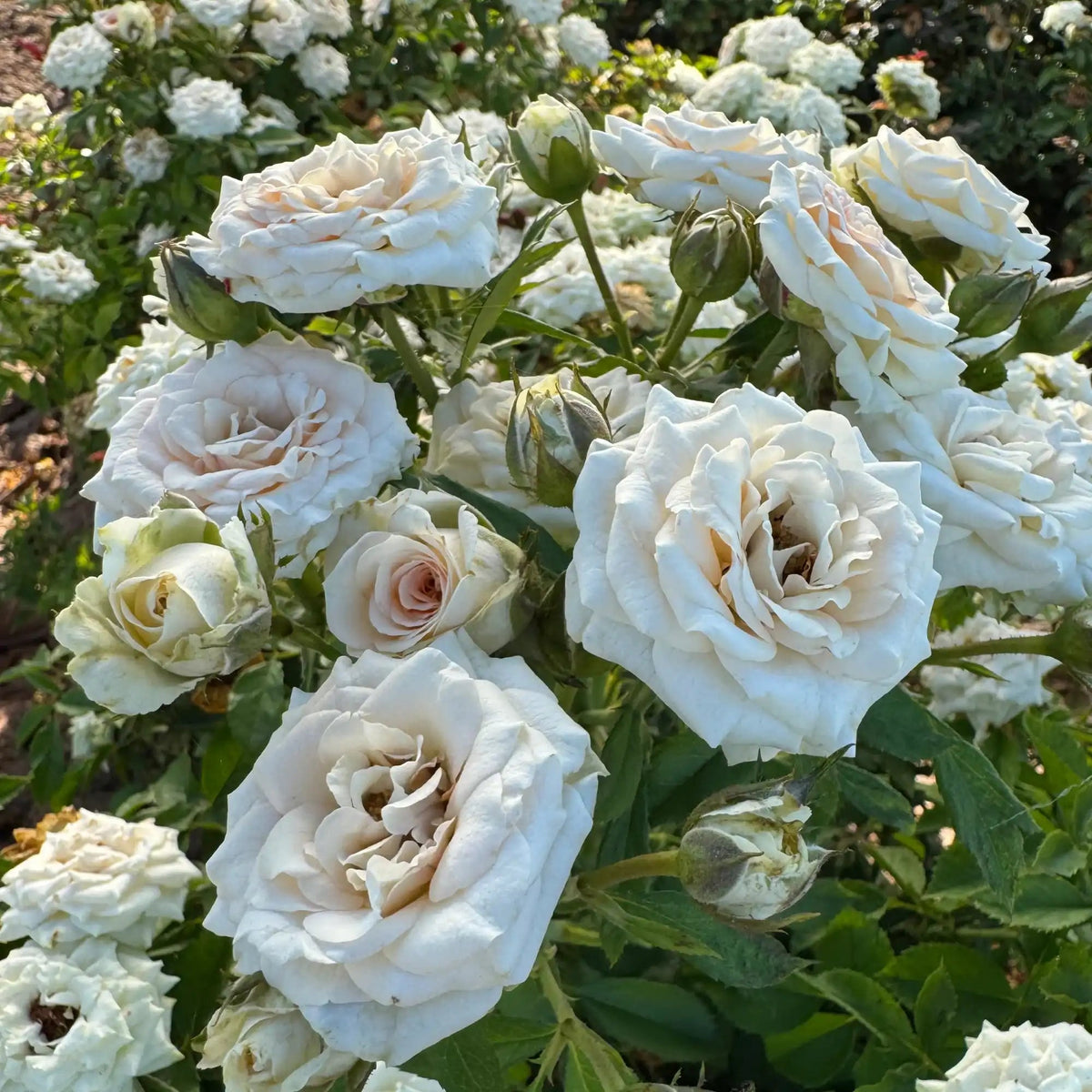 Rose - Rosanella