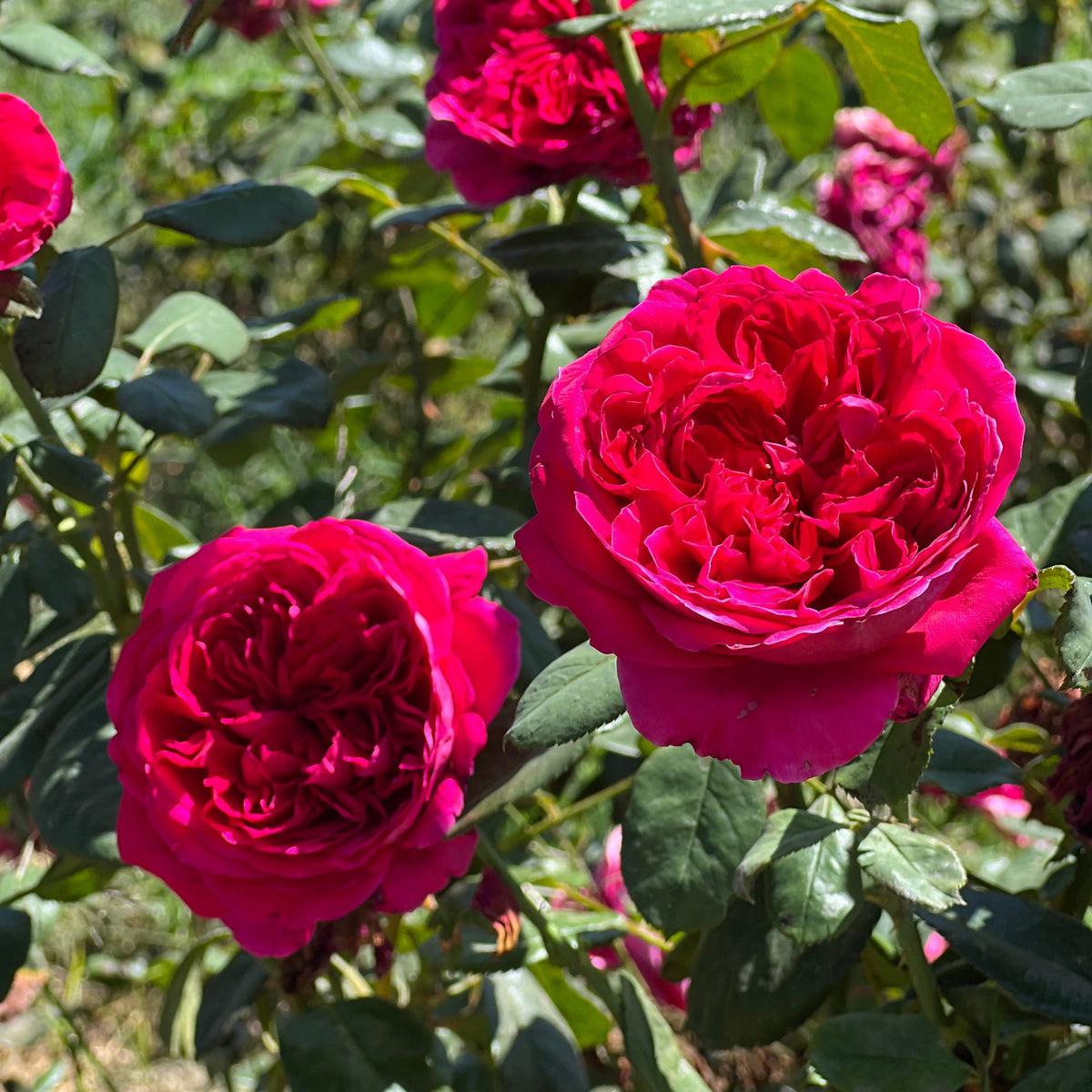 Rose - Rouge Royale