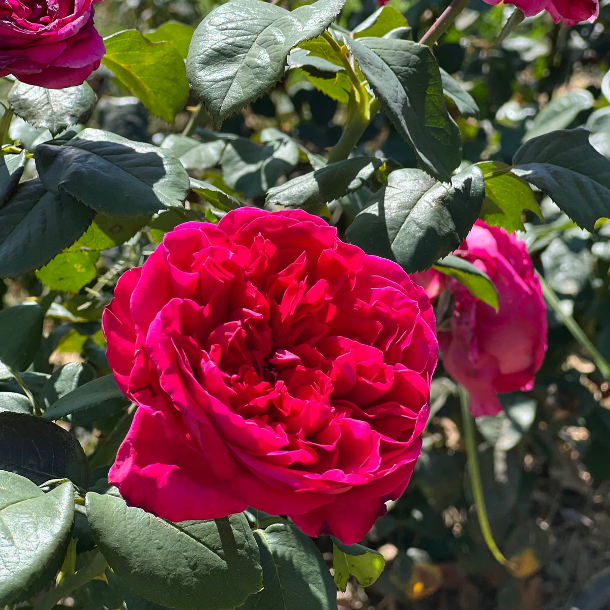 Rose - Rouge Royale