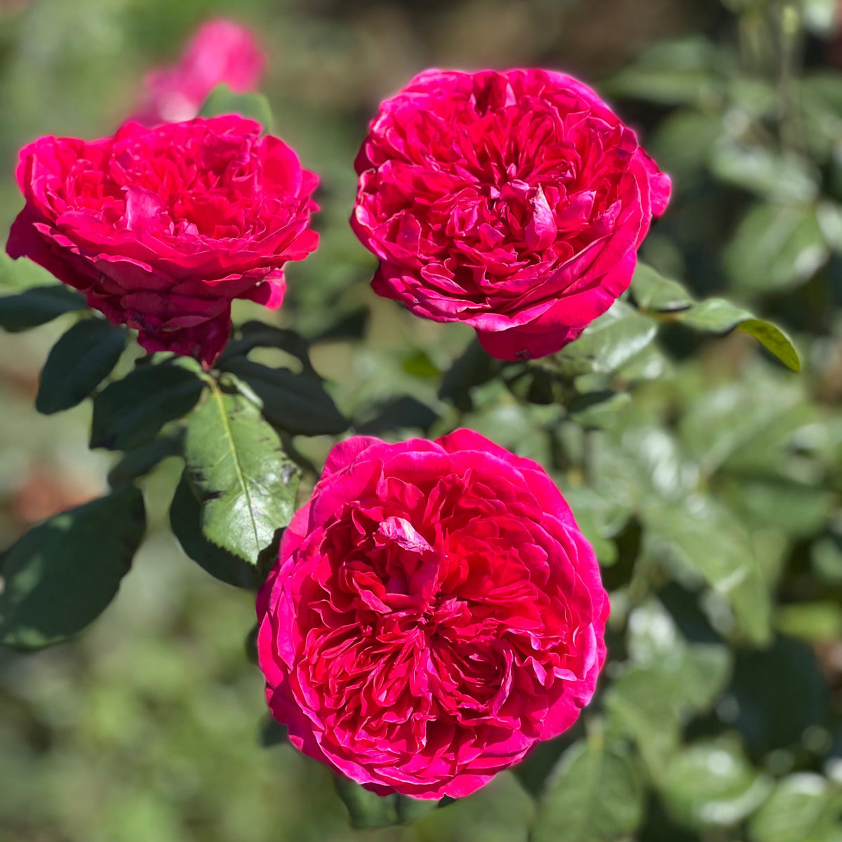 Rose - Rouge Royale
