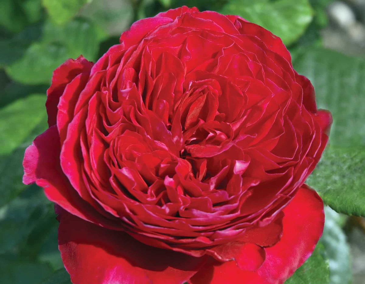 Rose - Rouge Royale