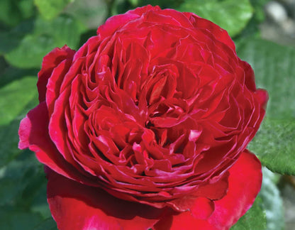 Rose - Rouge Royale