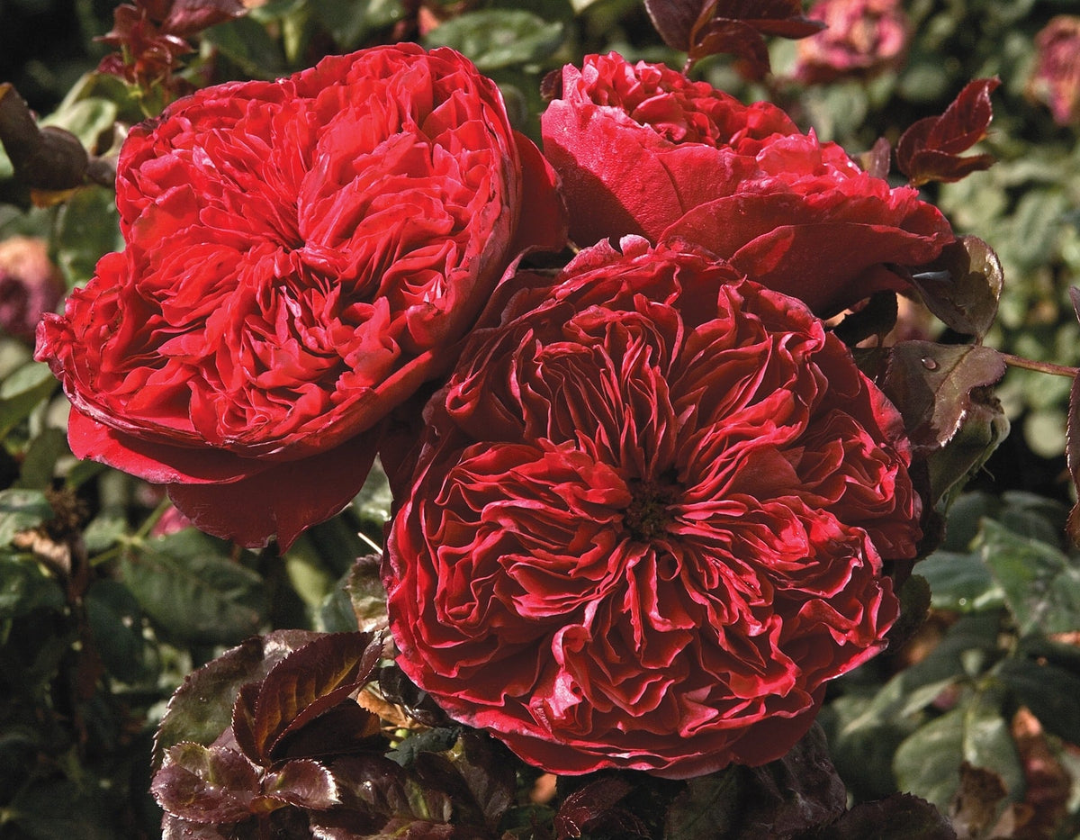 Rose - Rouge Royale