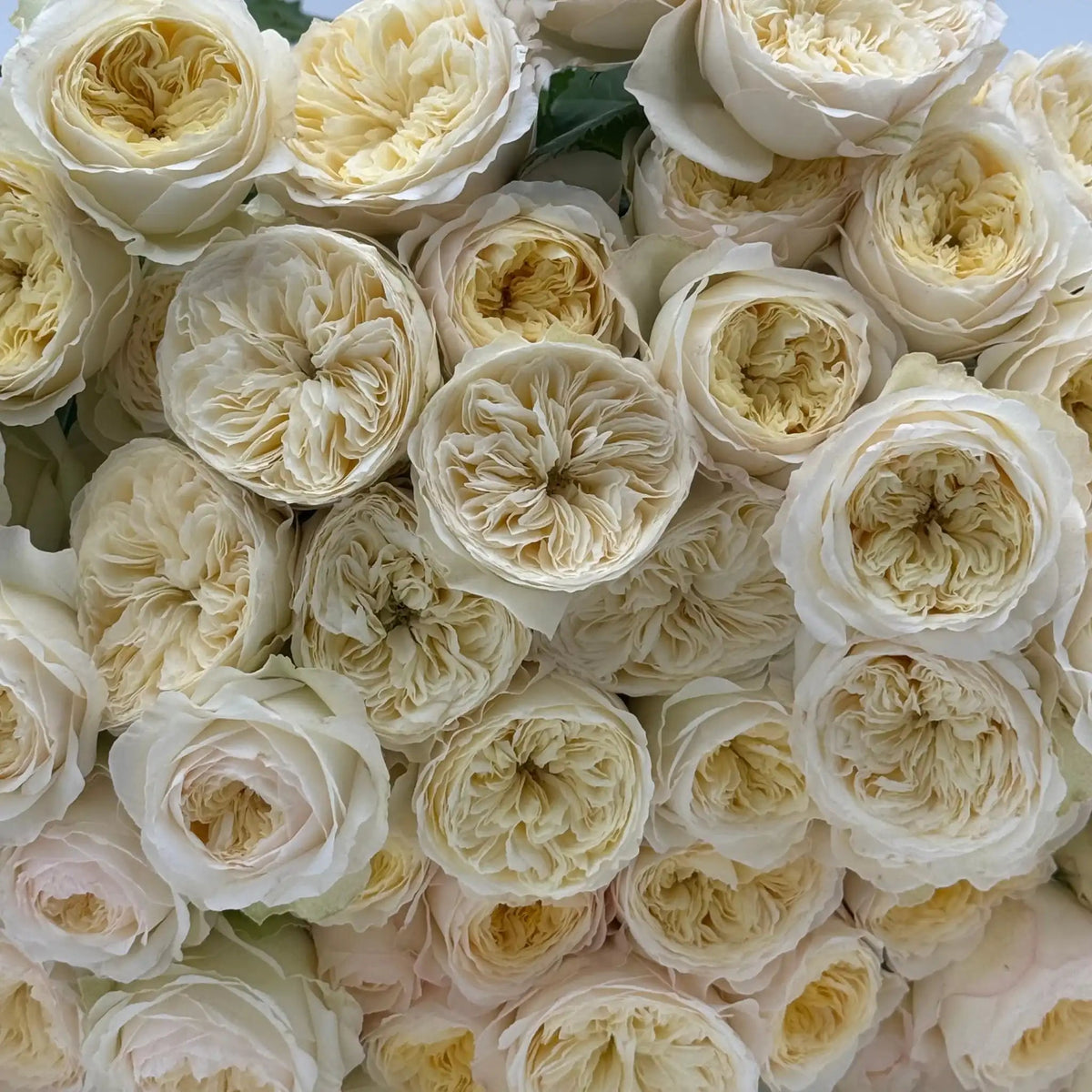Rose - Royal Park