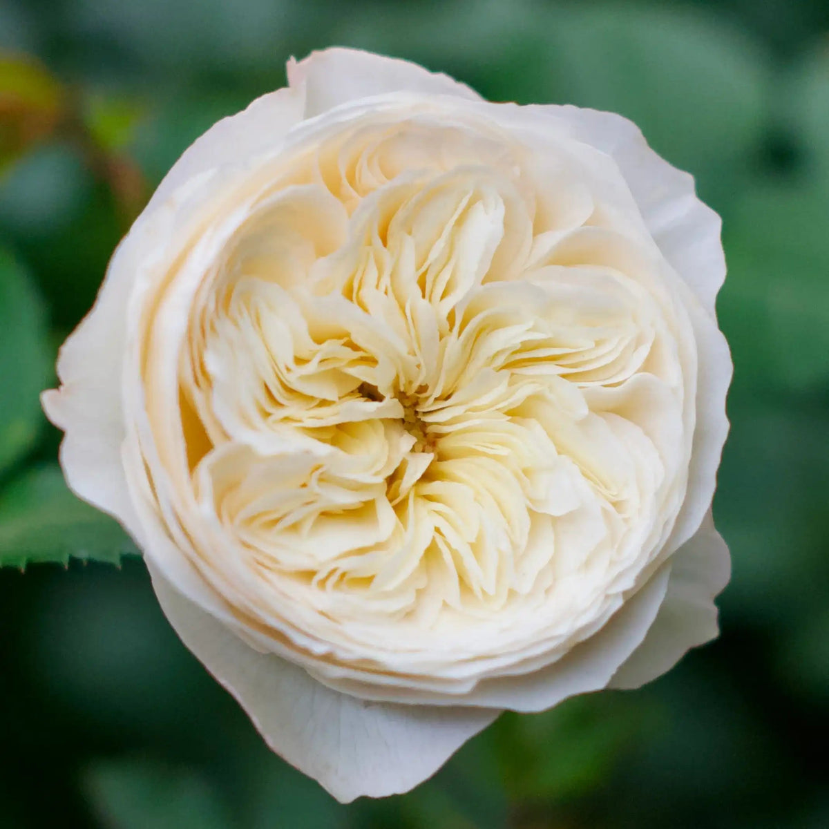 Rose - Royal Park