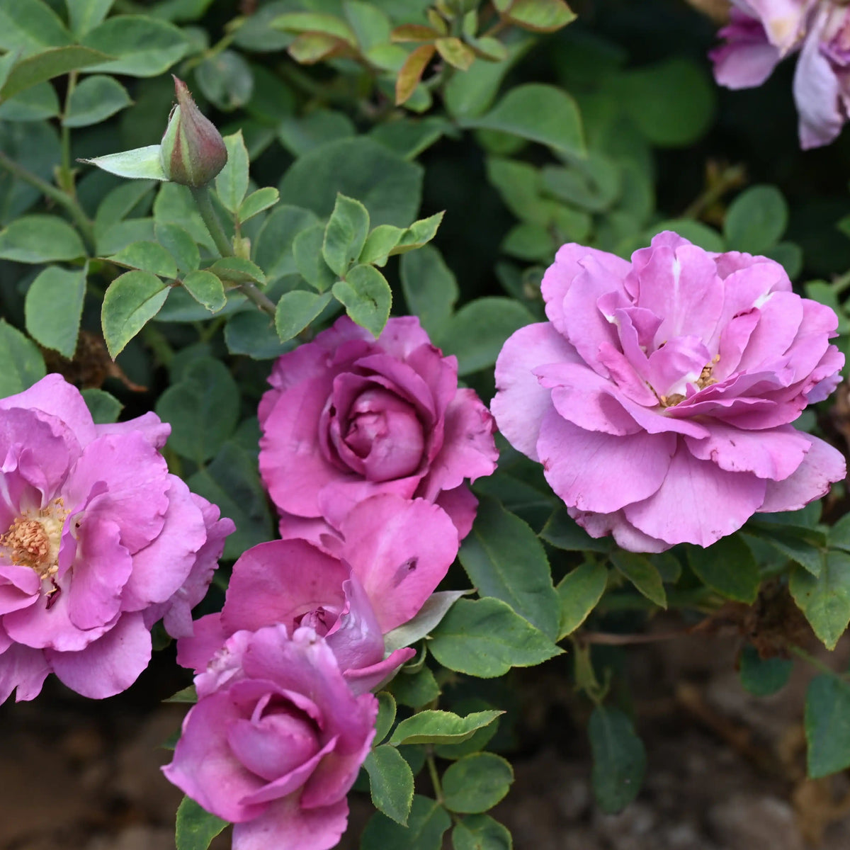 Rose - Royal Amethyst