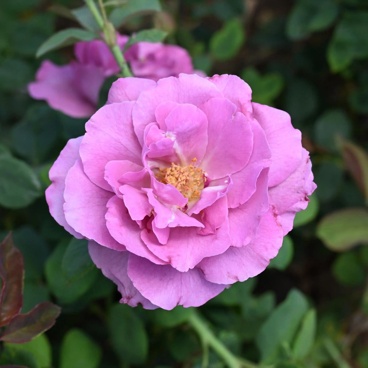 Rose - Royal Amethyst