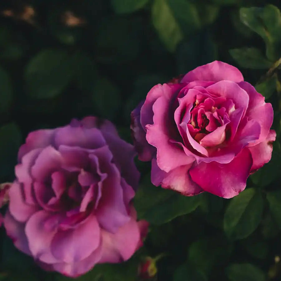 Rose - Royal Amethyst