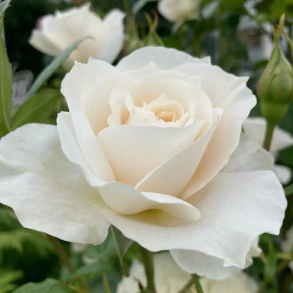 Rose - Royal Diva