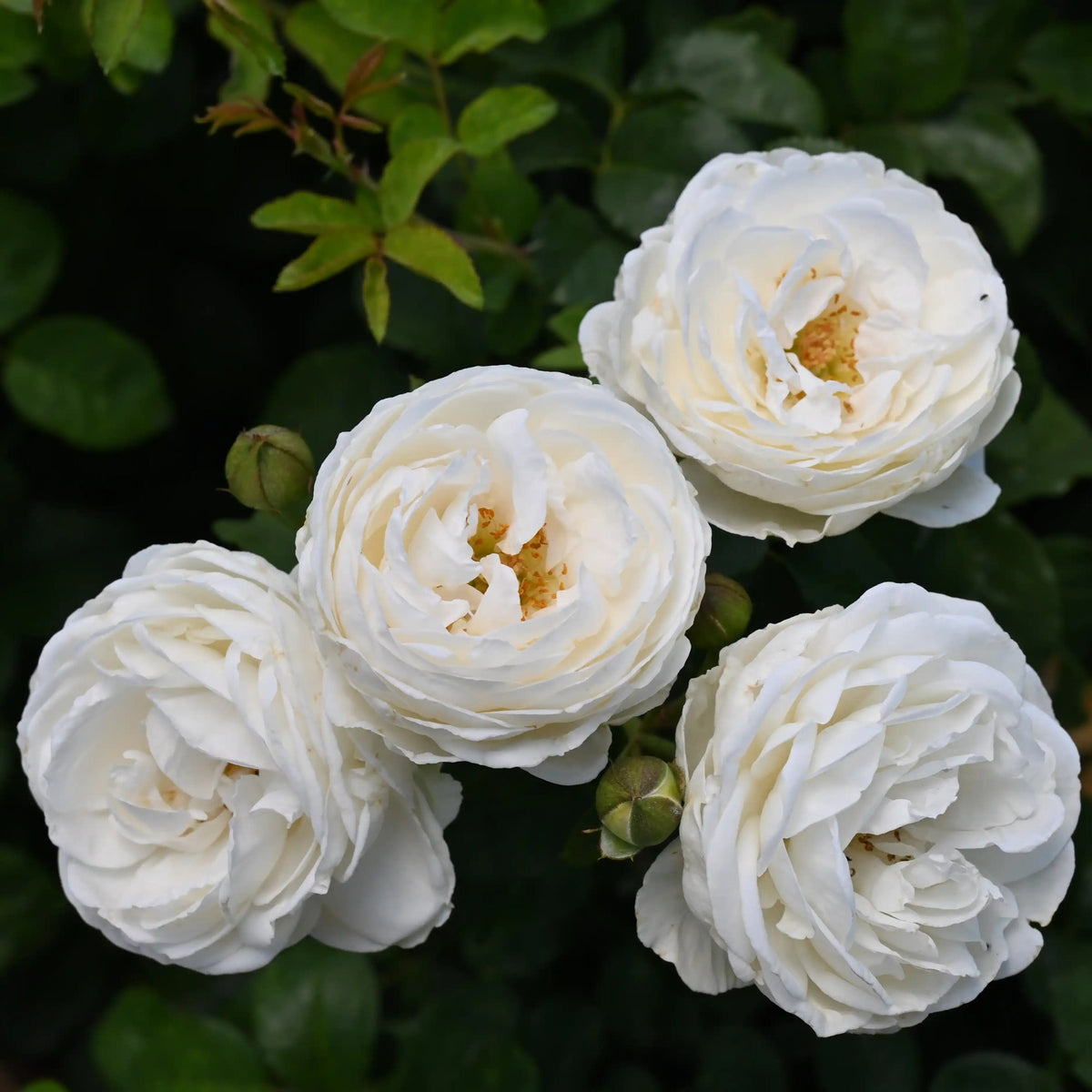 Rose - Royal Viking